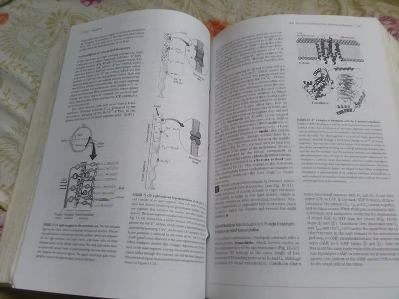 Lehninger Principles of Biochemistry 5th edition by Nelson & cox 8