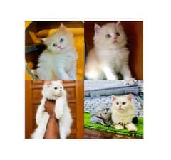 Persian hamalian british punch face piki face cat's and kitten's