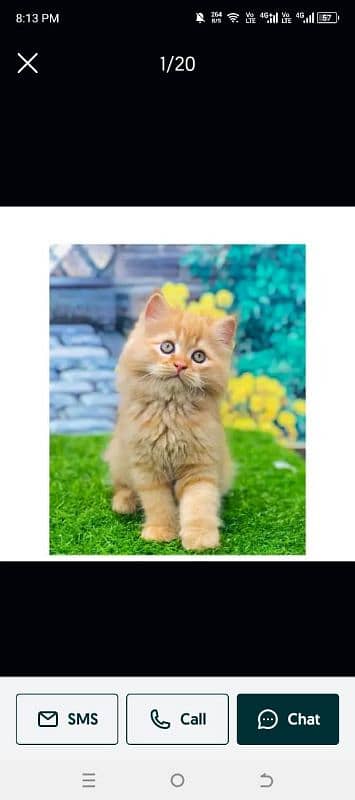 Persian hamalian british punch face piki face cat's and kitten's 7