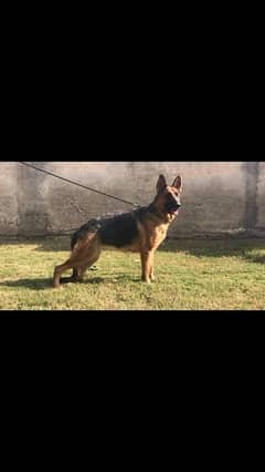 gsd breeder female