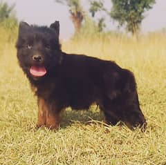 German Shepherd puppie for sale