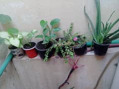 Plant available