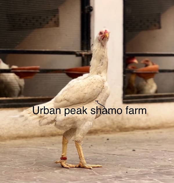 Shamo Chicks | white shamo | black shamo | shamo  | shamo egg 0