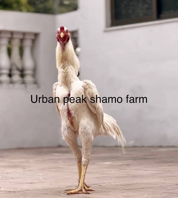 Shamo Chicks | white shamo | black shamo | shamo  | shamo egg 4