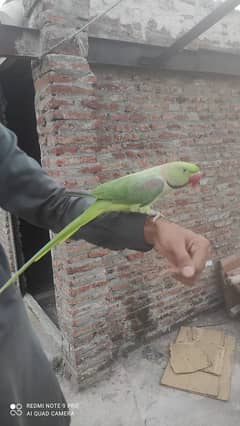 Raw Parrot Ful Train Ha Bata karta ha