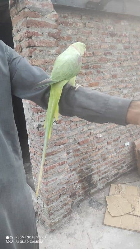 Raw Parrot Ful Train Ha Bata karta ha 1