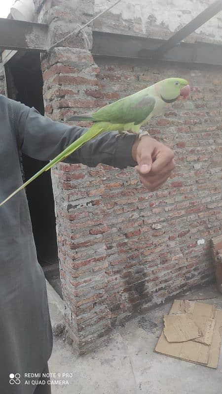 Raw Parrot Ful Train Ha Bata karta ha 2