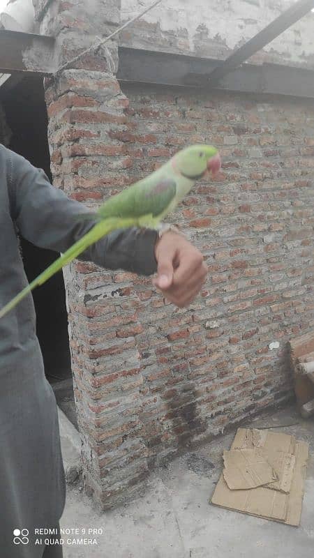 Raw Parrot Ful Train Ha Bata karta ha 3