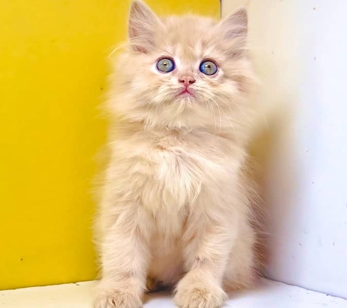 Persian kittens / Gray and fawn kittens / Semi punch kittens for sale 0