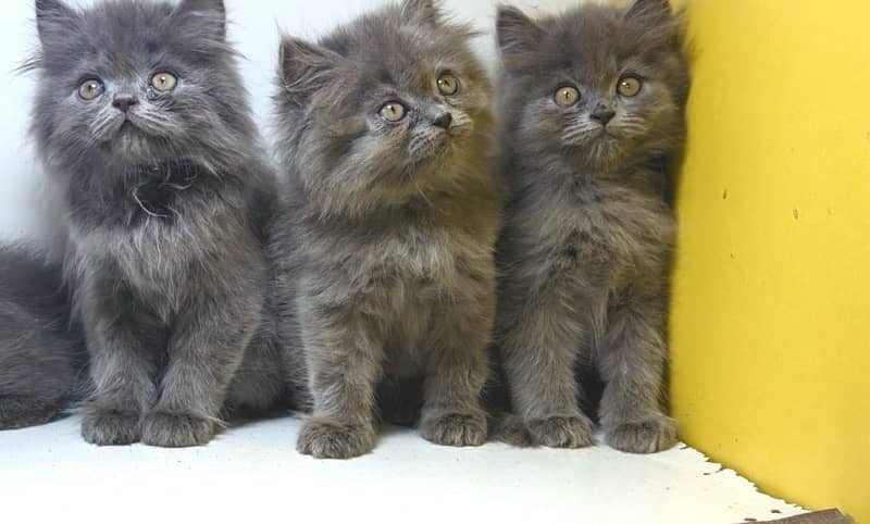 Persian kittens / Gray and fawn kittens / Semi punch kittens for sale 1