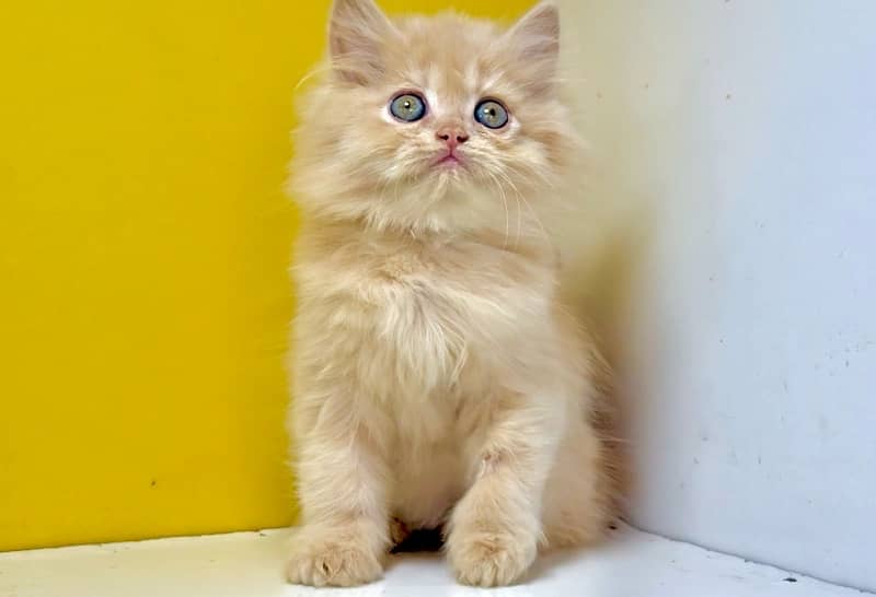 Persian kittens / Gray and fawn kittens / Semi punch kittens for sale 2