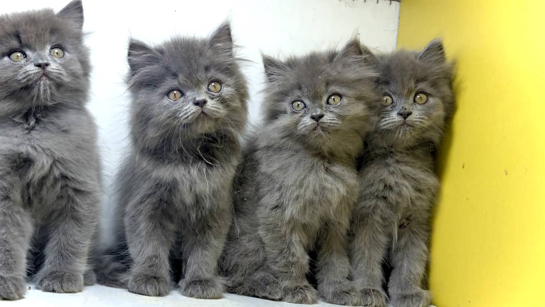 Persian kittens / Gray and fawn kittens / Semi punch kittens for sale 3