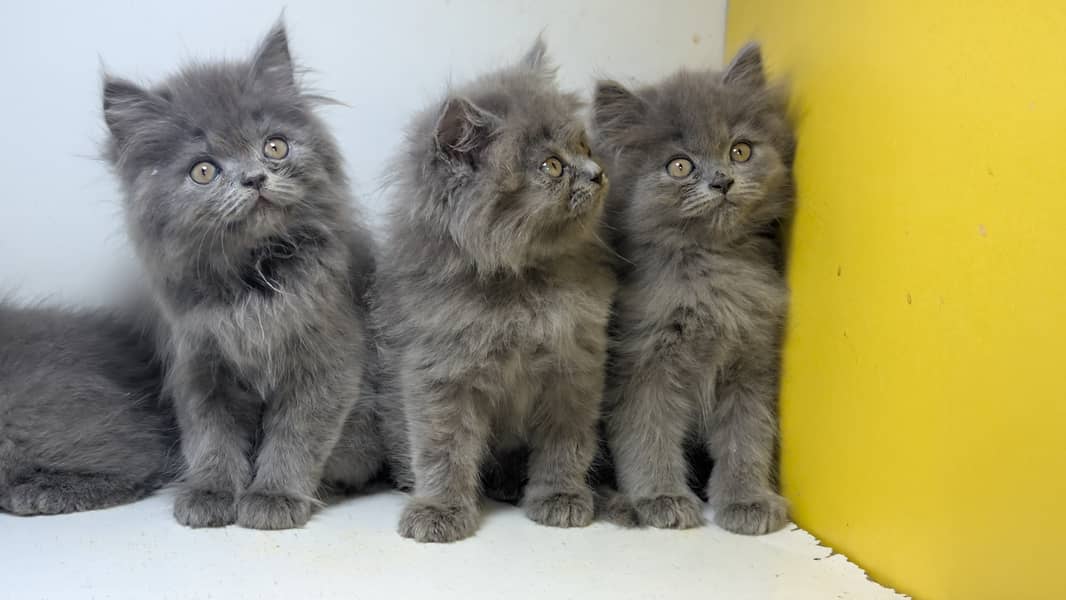 Persian kittens / Gray and fawn kittens / Semi punch kittens for sale 4