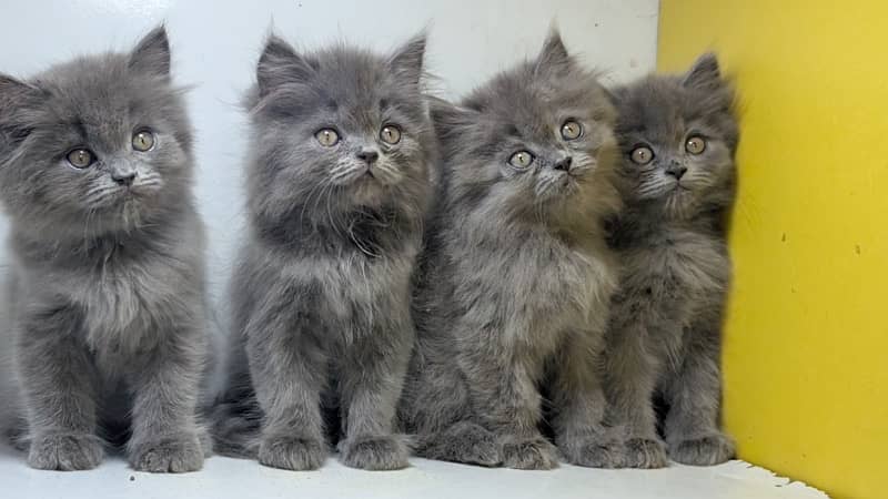 Persian kittens / Gray and fawn kittens / Semi punch kittens for sale 5