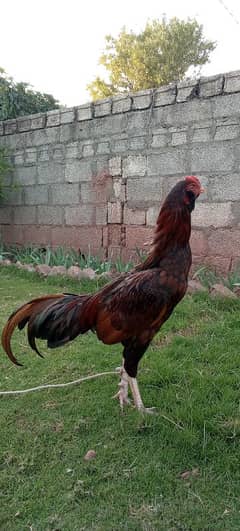 mianwali pathay and breeder hen