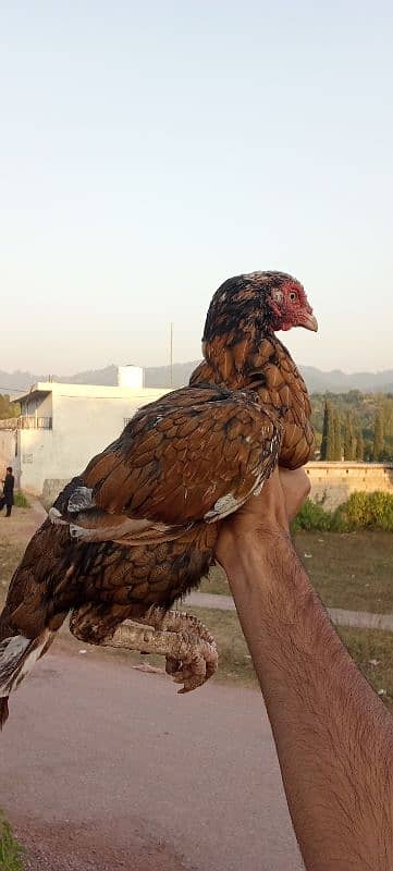 mianwali pathay and breeder hen 2