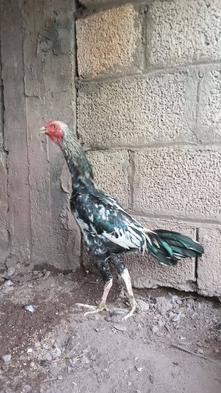 mianwali pathay and breeder hen 5