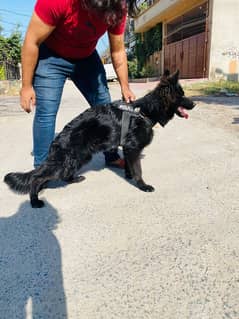 I want to sale my black German shepherd male puppy