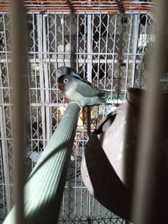 parblue olive  male or blue fisheri  female hy love birds