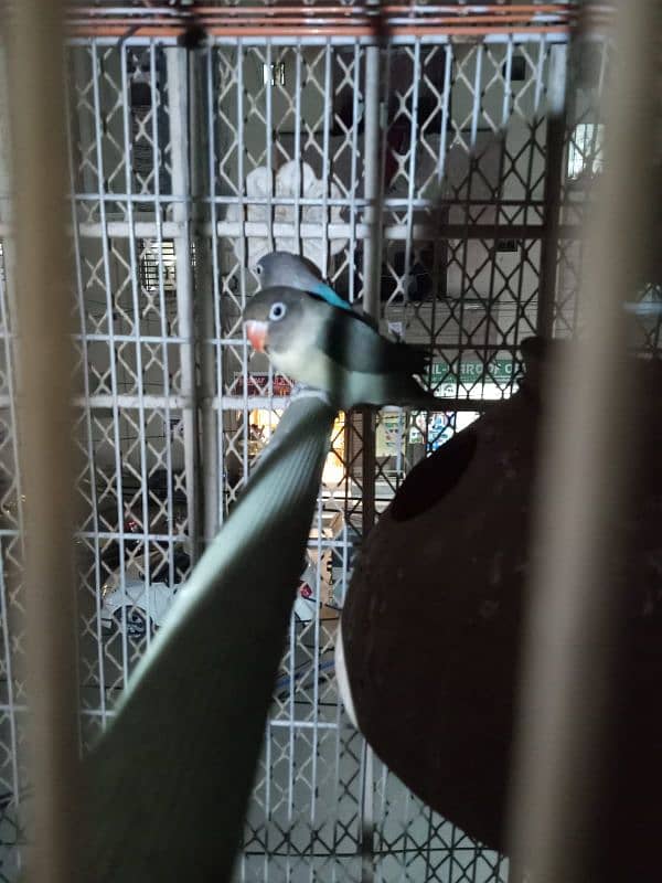 parblue olive  male or blue fisheri  female hy love birds 1