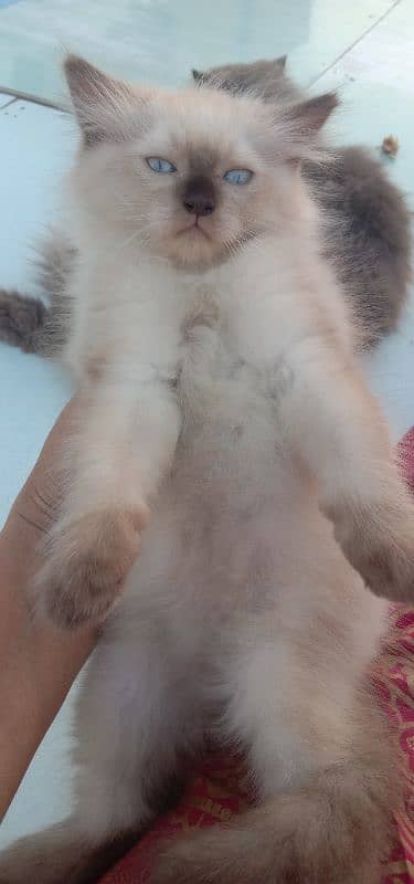 triple coated beautiful female kitten 1