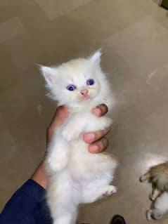 Persian Cat