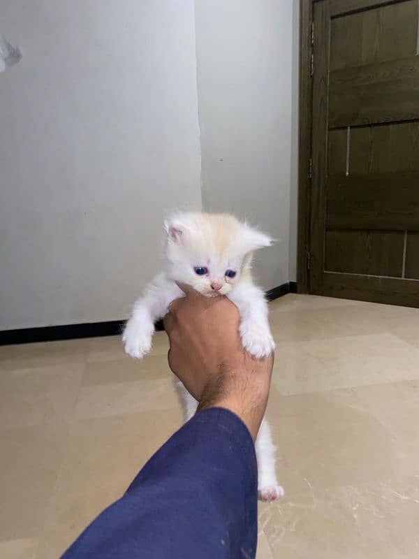 Persian Cat 2