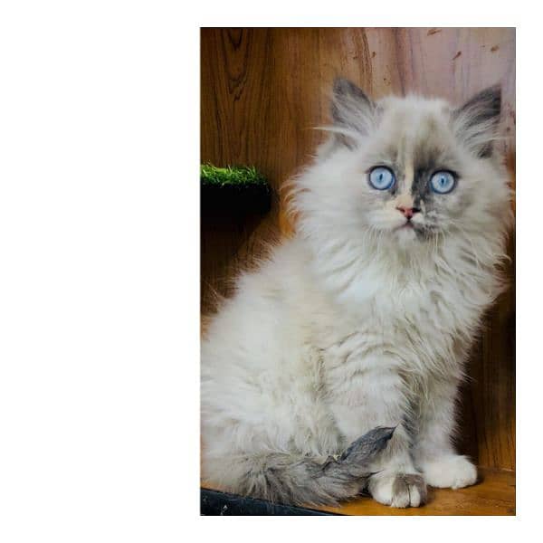 Persian hamalian british punch face piki face cat's and kitten's 3