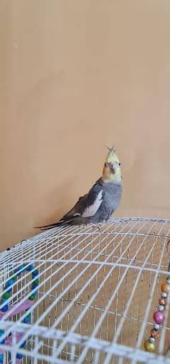 pair of cockatiel with cage for sale 0