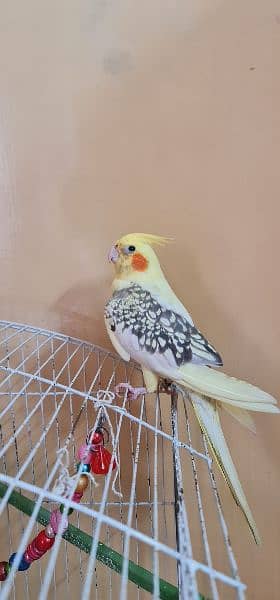 pair of cockatiel with cage for sale 1