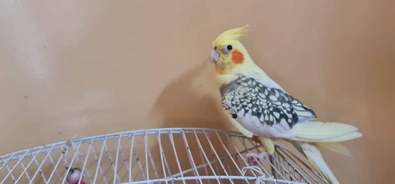 pair of cockatiel with cage for sale 2