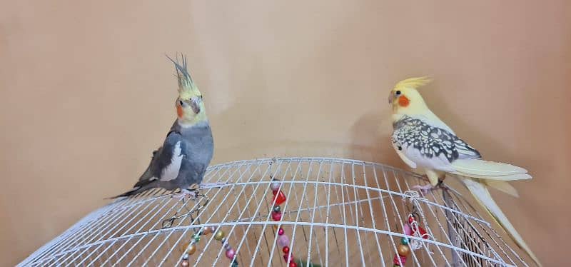 pair of cockatiel with cage for sale 3