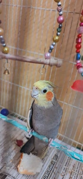 pair of cockatiel with cage for sale 4