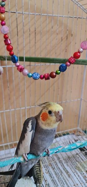 pair of cockatiel with cage for sale 5