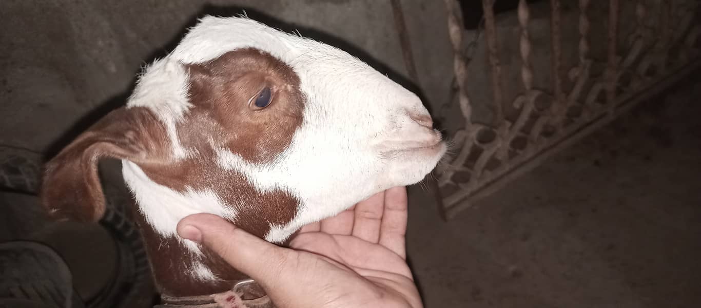 teddy nasal ki bakri he 15month ki 0