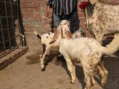 Bakri / Ghaban Bakri /  goat / بکری / Healthy Goats 0