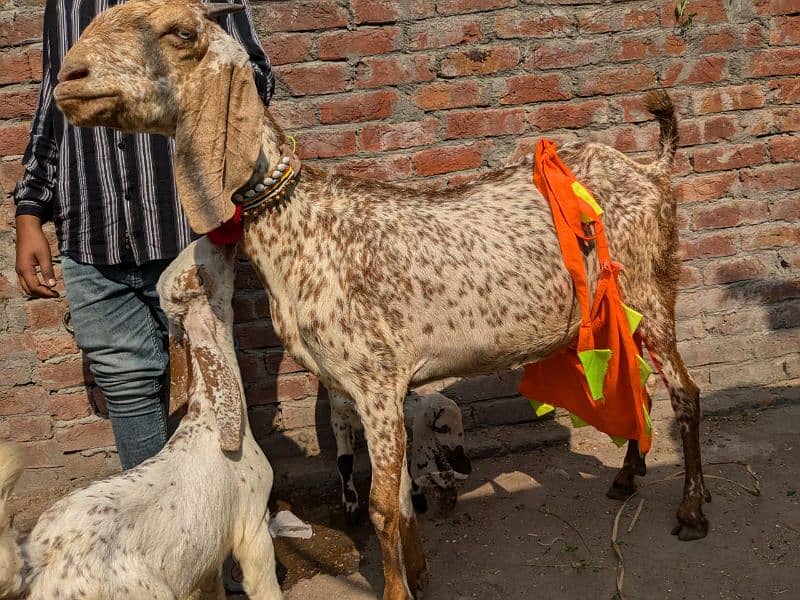 Bakri / Ghaban Bakri /  goat / بکری / Healthy Goats 1