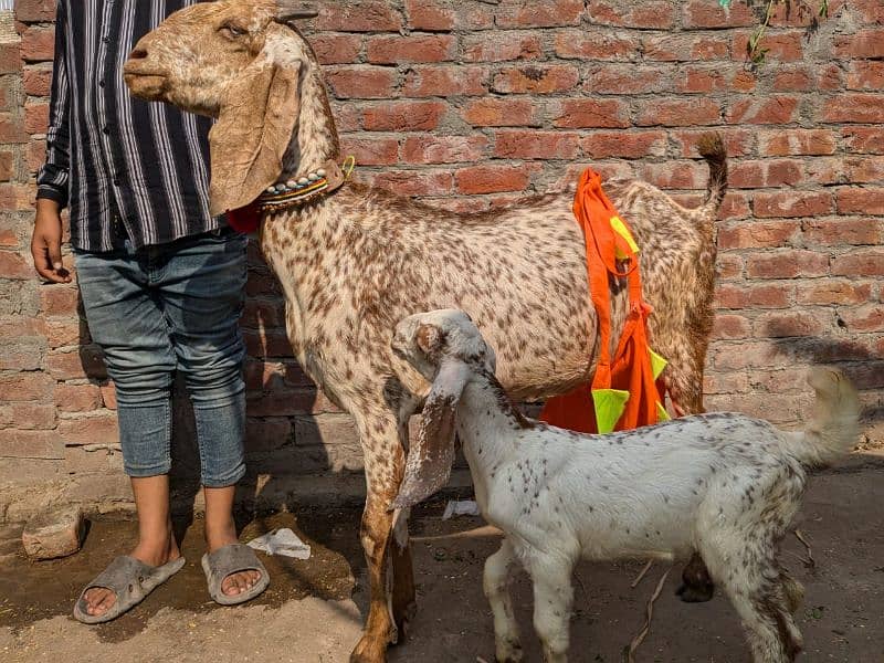 Bakri / Ghaban Bakri /  goat / بکری / Healthy Goats 2