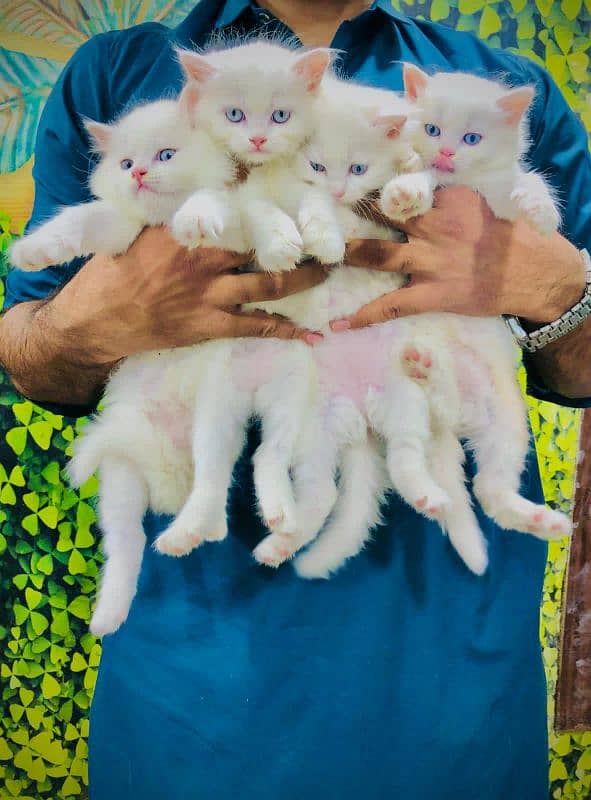 Persian hamalian british punch face piki face cat's and kitten's 9