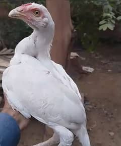 6 month white aseel patha for sale