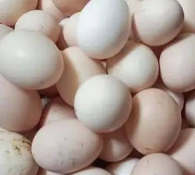 Organic eggs available free home delivery on order of minimum 5 dozen 0