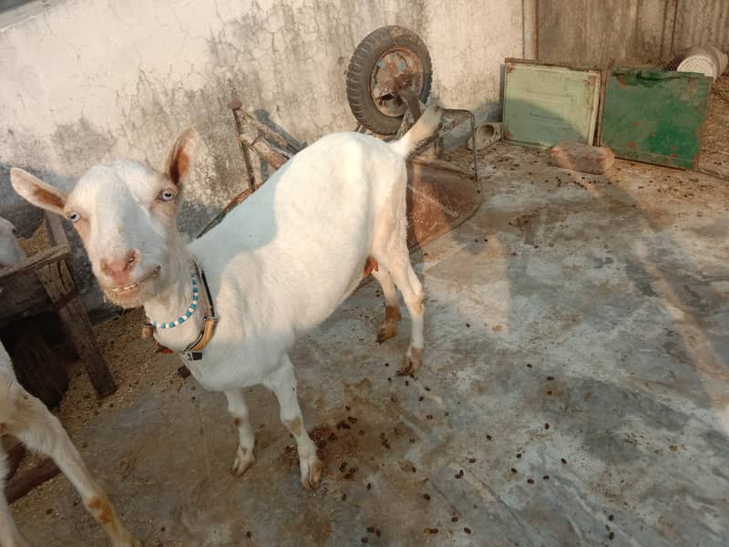 Barbari goat 2