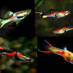 Imported guppies available in banigala 7