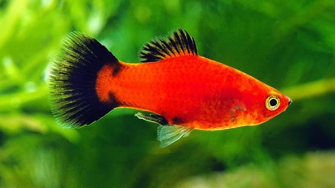 Imported guppies available in banigala 8