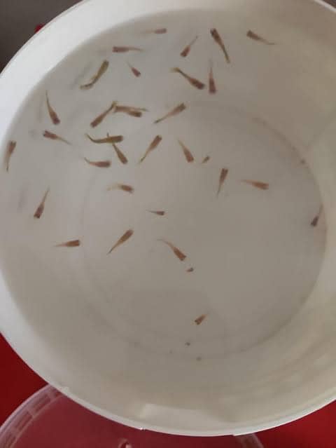 Imported guppies available in banigala 9