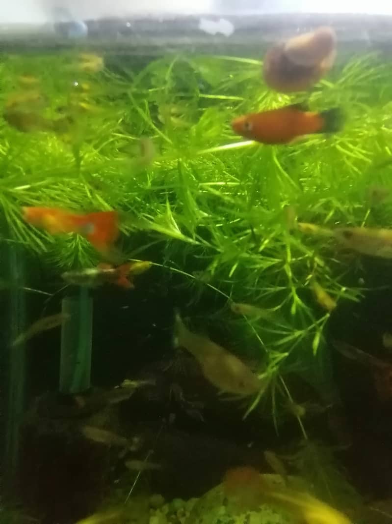 Imported guppies available in banigala 10