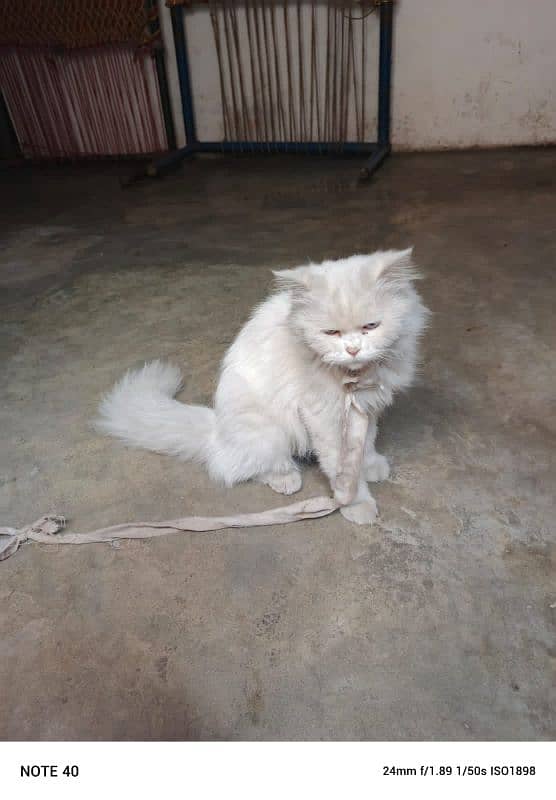 Persian Cat Triple Coat 3