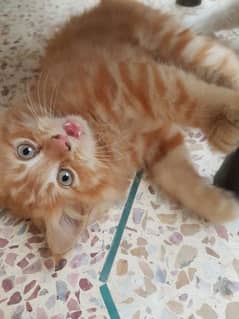 male persion cat 2 month age light brown ha  dark nhi ha urgrnt  sale 0