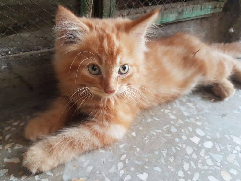 male persion cat 2 month age light brown ha  dark nhi ha urgrnt  sale 3