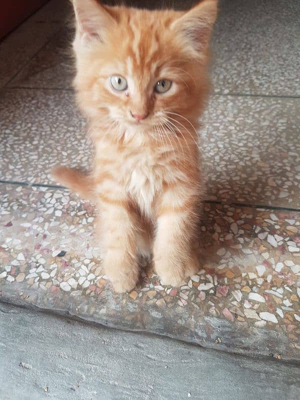 male persion cat 2 month age light brown ha  dark nhi ha urgrnt  sale 5